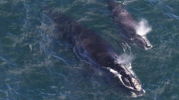 endangered whale calves