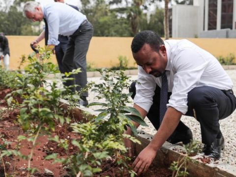 190729201138 ethiopia tree planting super tease