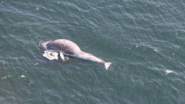 blue whale death 20191001