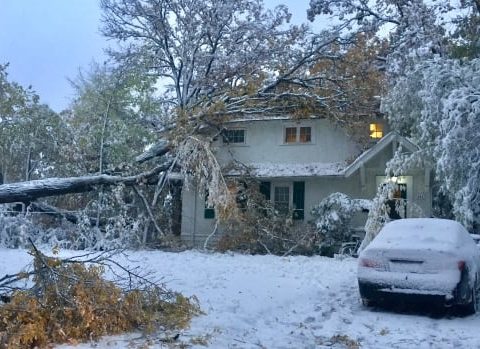 oak tree down on winnipeg house kingston crescent