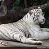 white tiger safari 650x400 71459701393