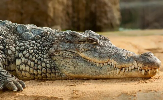 6d7iods4 crocodile