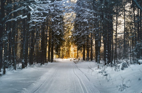 landscape photography of snow pathway between trees during 688660