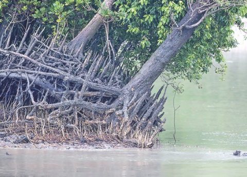 sundarban 10