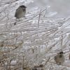 wea eastern canada storm 20131223 topix