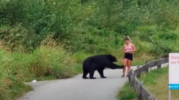 coquitlam crunch black bear encounter august 29 2020