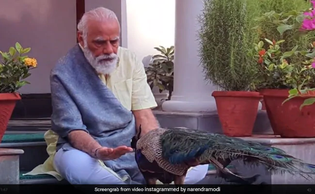 i9h6te9 pm modi video feeding peacockaugust 23