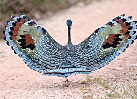 sunbittern