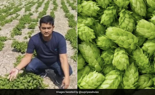 s852ich bihar farmer grows hop shoots