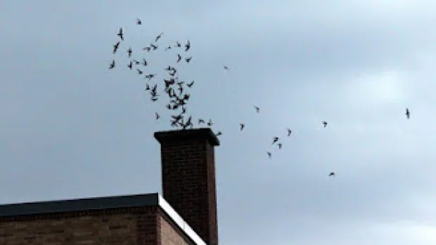 vaux swift flock