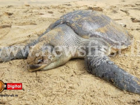 cda9242e 397c503a dead sea turtles 2 850x460 acf cropped