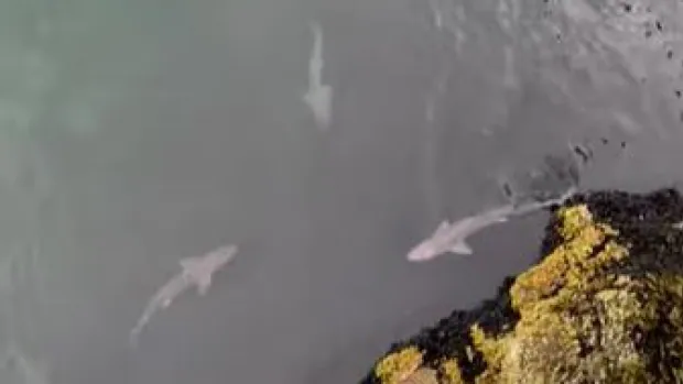 pacific spiny dogfish sharks hunting off stanley park