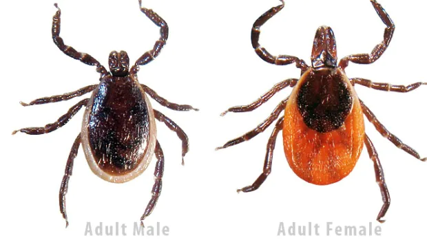 blacklegged ticks