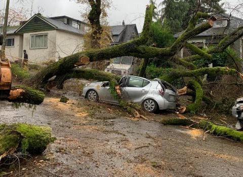 heavy winds knock down trees over a car in vancouver on nov 7 2021