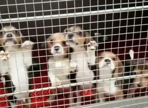 NIH has spent 12M on beagles for experiments over last decade PETA VP