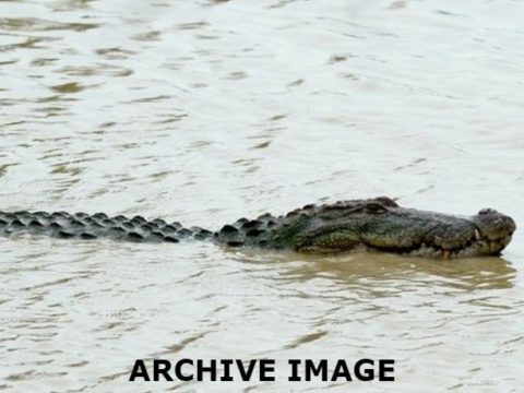 a9c6a429 a5504408 0576ac9f crocodile file 1 850x460 acf cropped 850x460 acf cropped