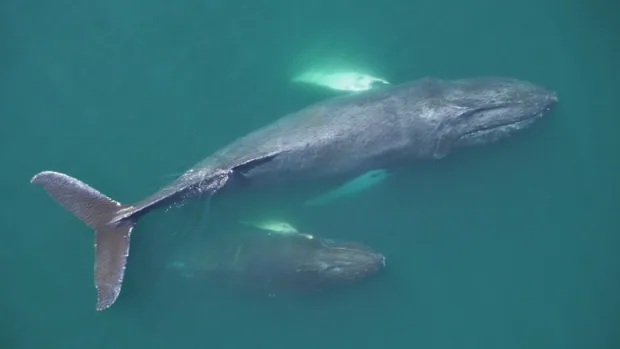 whale and calf