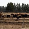 feedlot threatens lake 20220502