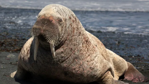 middle cove walrus