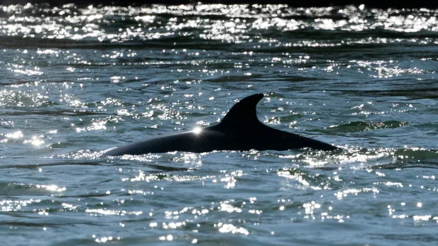 minke whale in montreal