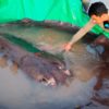 220620220902 02 cambodia stingray heaviest fish super tease