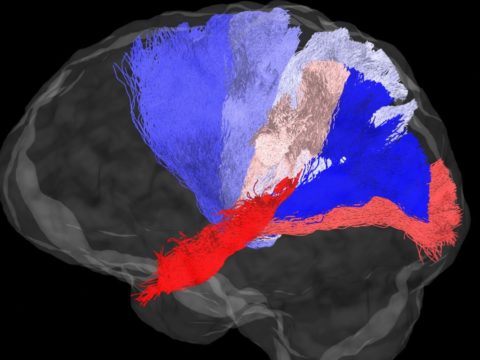 human brain gpu iisc 1656375543026