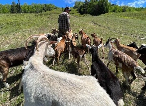 mount baldy ski hill goats