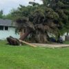 trees knocked over in kipling after strong storm hits community