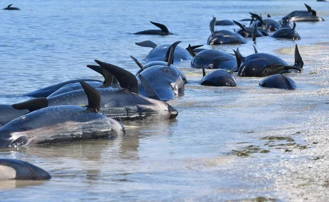 19ukk8v8 new zealand whales stranding