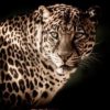 leopard generic 650x400 71523212360