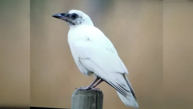 white crow spotted in glade b c