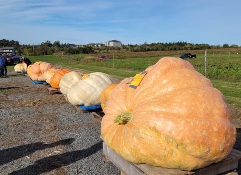 dill pumpkins