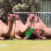 128036611 camels