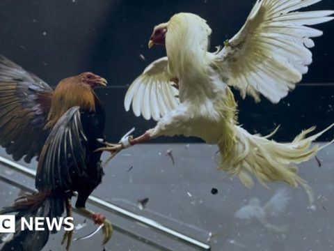 128110416 cockfighting