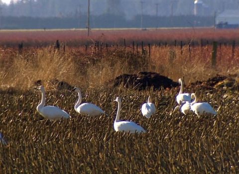 wild birds in field in fraser valley november 2022