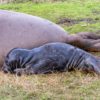 newly birthed northern elephant seal pup dec 2022