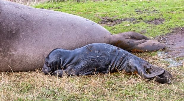 newly birthed northern elephant seal pup dec 2022