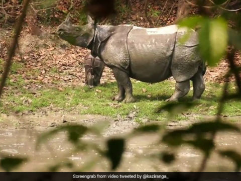 p72hl1go kaziranga rhino 625x300 21 September 21