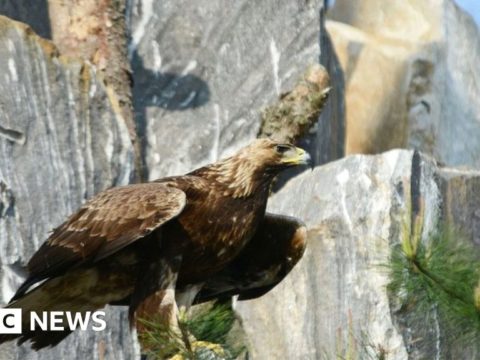 128735560 goldeneagle