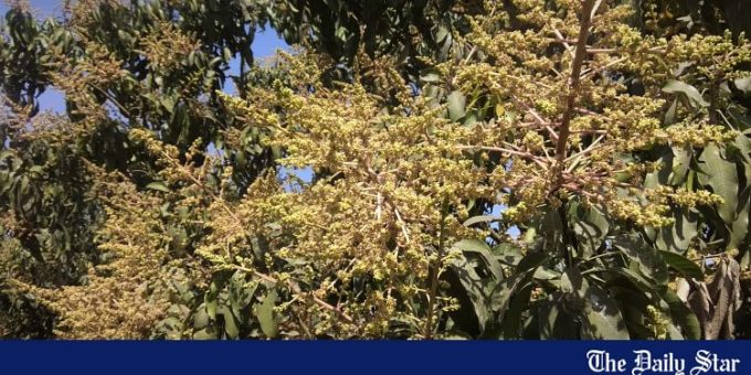 Mango trees blooming