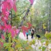 assiniboine forest