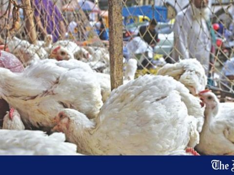 broiler price up