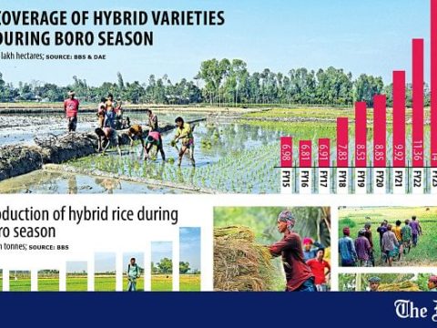 hybrid rice