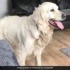 ik7dfgo golden retriever 625x300 01 May 23