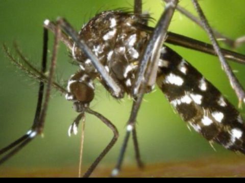 DENGUE 2 722285 728034 850x460 728255 850x460 729660 850x460 730659 850x460