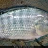 31qd8e9 laura barajas got the infection from undercooked tilapia fish 625x300 17 September 23