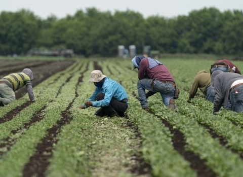 temporary foreign workers