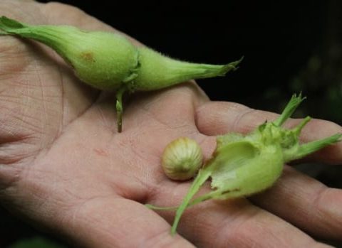 hazelnut fruit