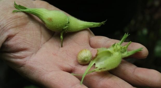 hazelnut fruit